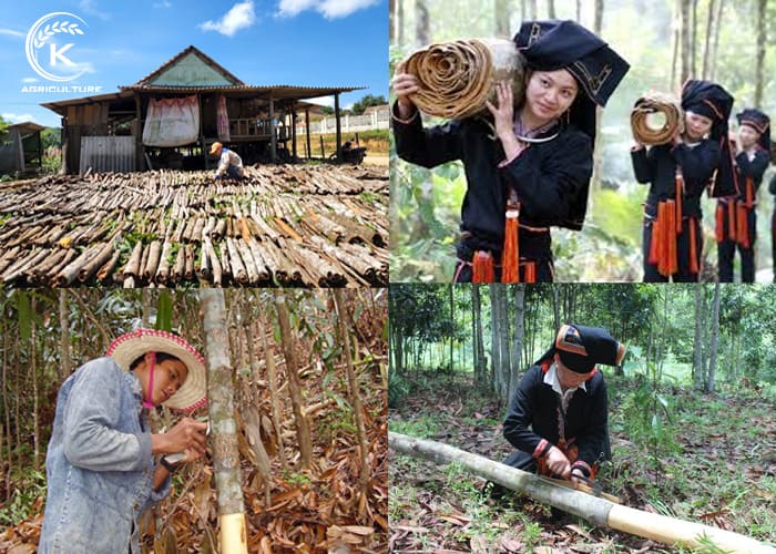How-Vietnamese-cinnamon-sticks-are-made-3.jpg