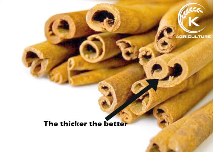 How-Vietnamese-cinnamon-sticks-are-made-8.jpg