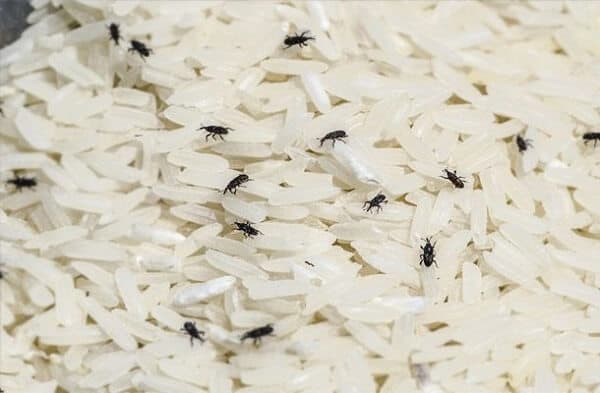 perfect-white-rice-7.jpg