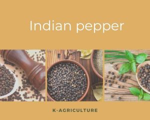 Indian_pepper.jpg
