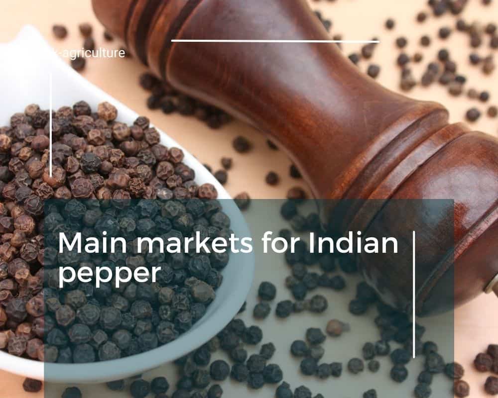 Indian_pepper-5.jpg