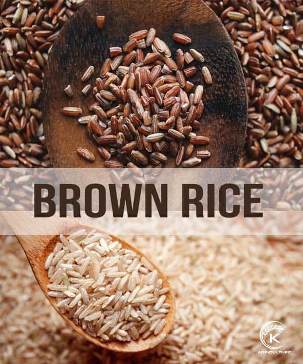types-of-brown-rice.1.jpg