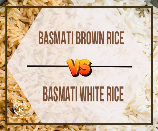 types-of-brown-rice.5.jpg