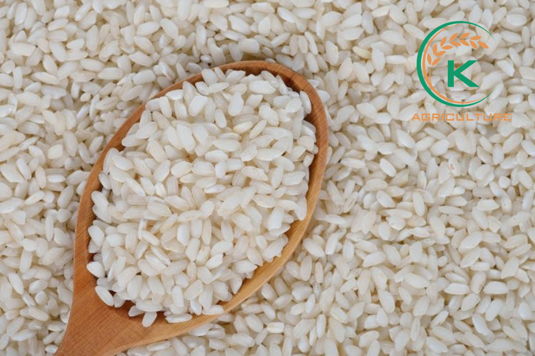 short-grain-rice-4.jpg