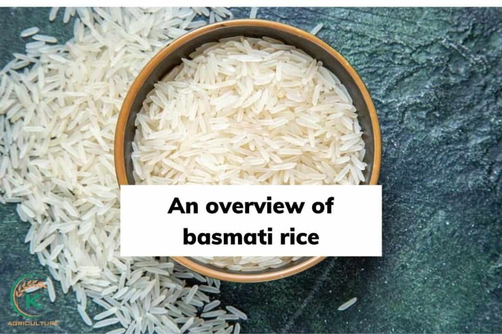 All You Need To Know About Basmati Rice - K-Agriculture