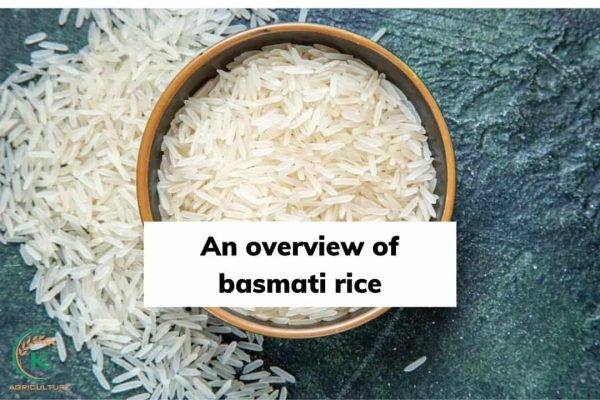All You Need To Know About Basmati Rice - K-Agriculture