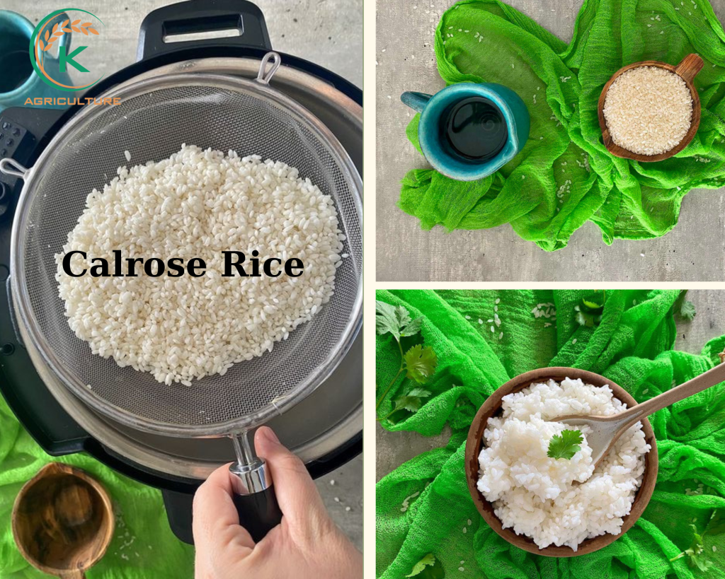 Medical Medium Rice Medium Grain Rice And 4 Tips To Find A Reputable Supplier - K-Agriculture