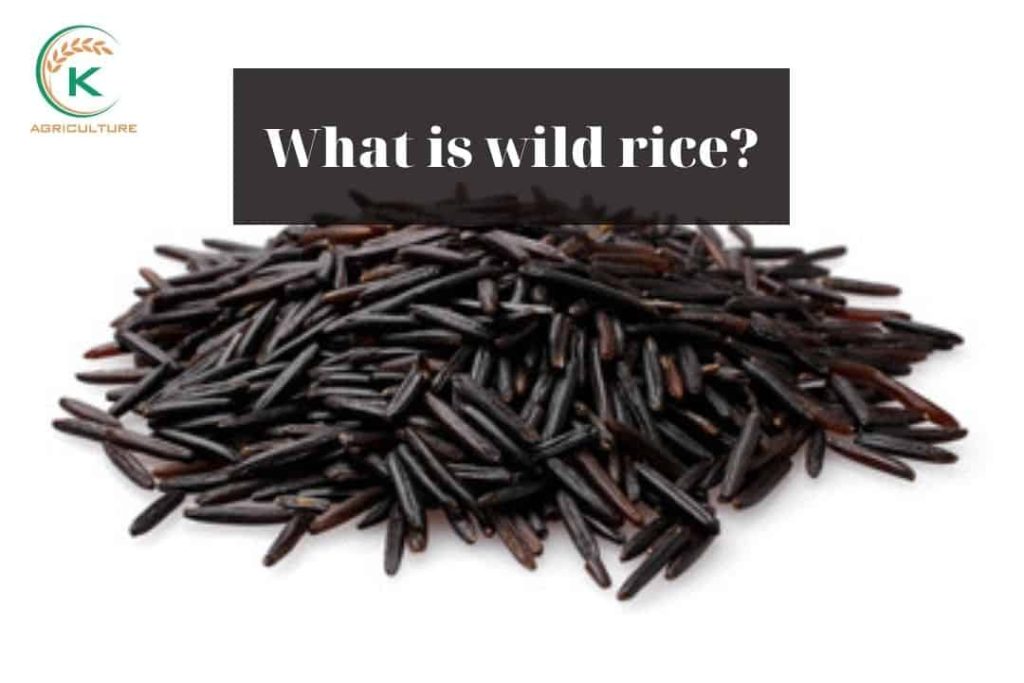 Wild Rice Origin Top 4 Huge Benefits Of Wild Rice That You May Not Know - K-Agriculture