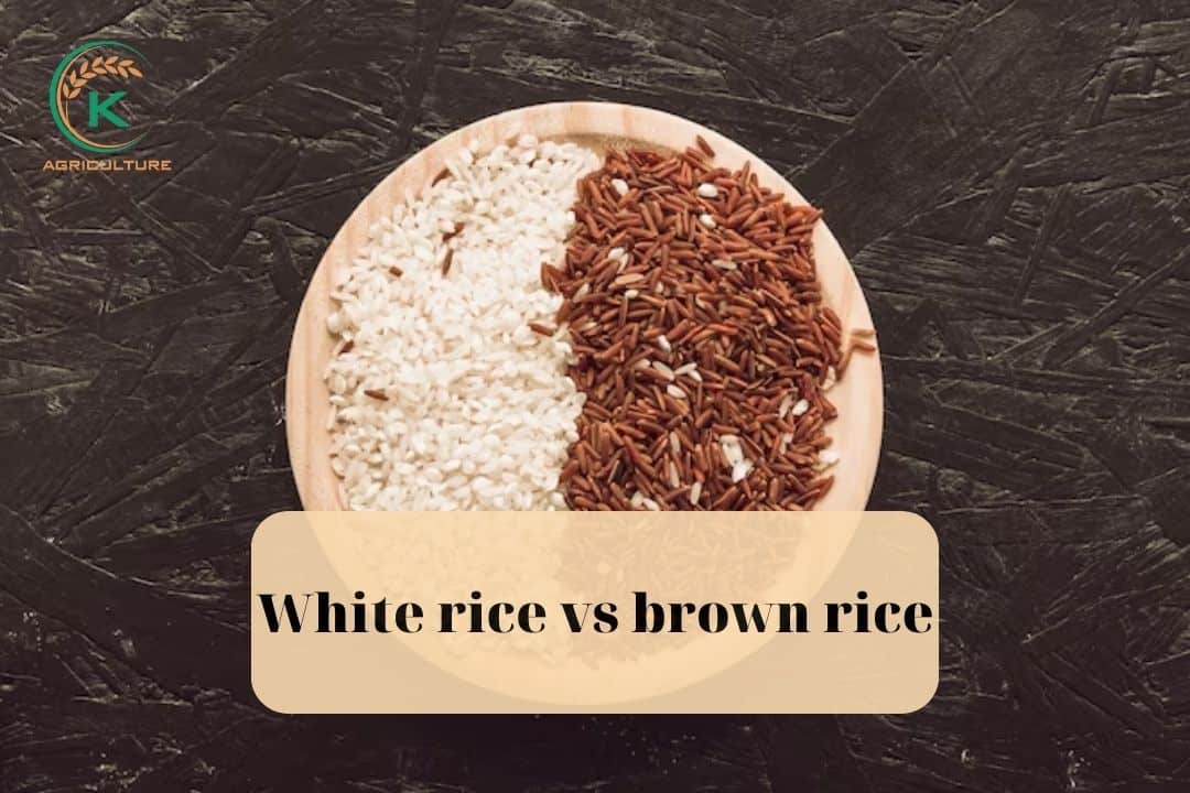 how-to-cook-brown-rice-3
