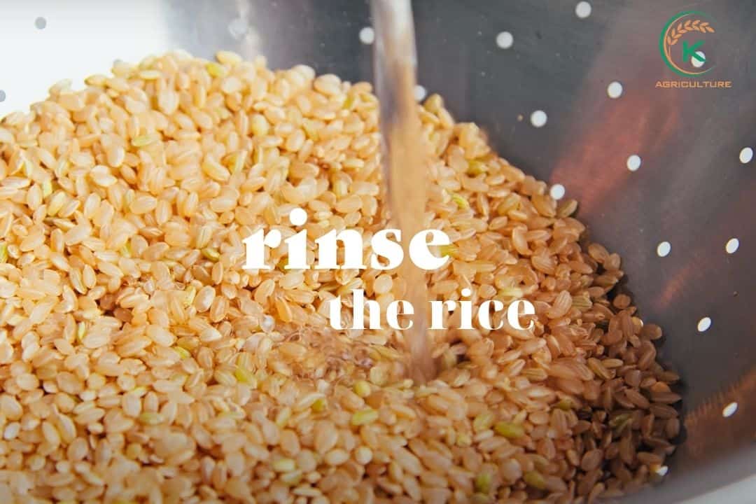 how-to-cook-brown-rice-in-an-instant-pot-4