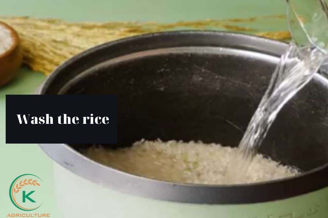 wash-the-rice