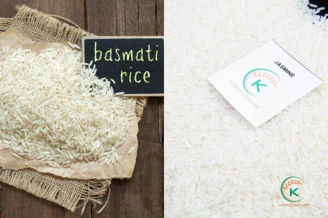 basmati-and-jasmine-rice-structure