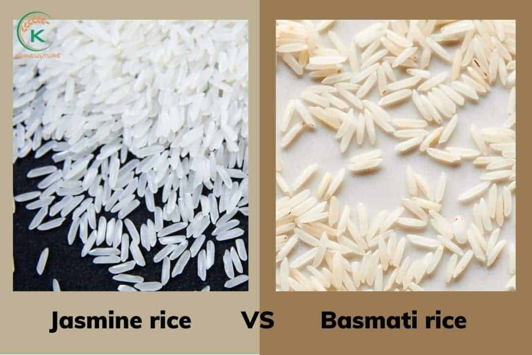 the-appearance-of-jasmine-rice-and-basmati-rice