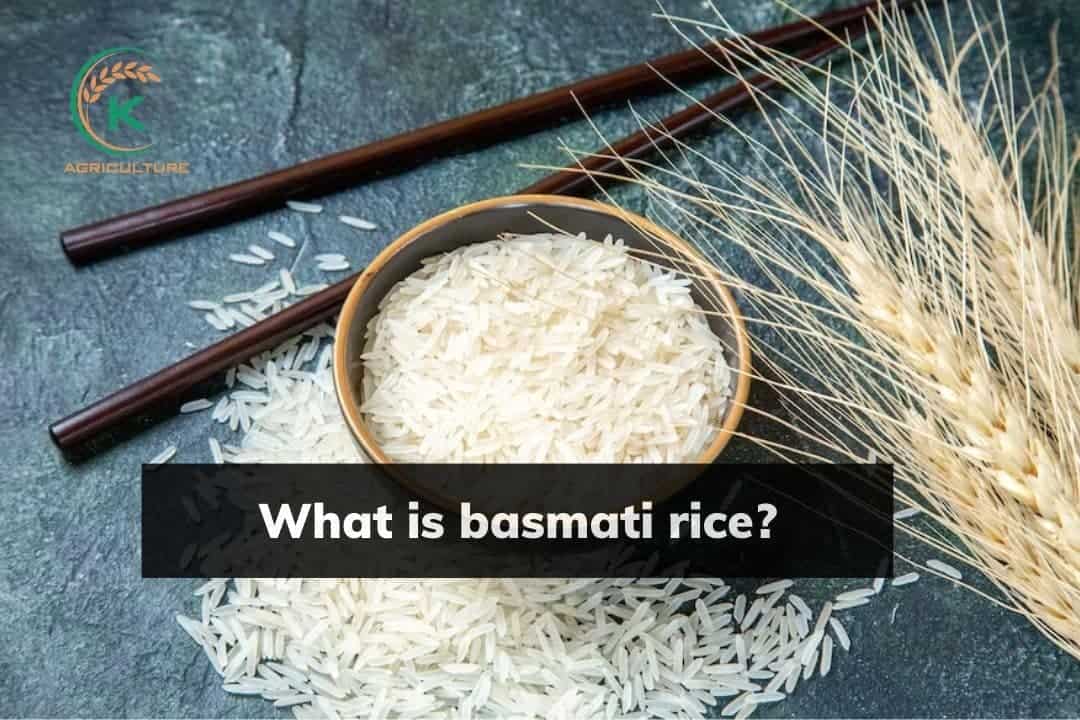 basmati-rice
