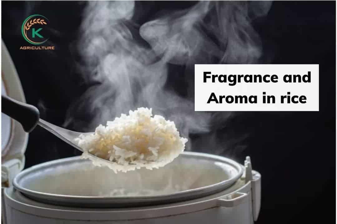 aroma-in-rice