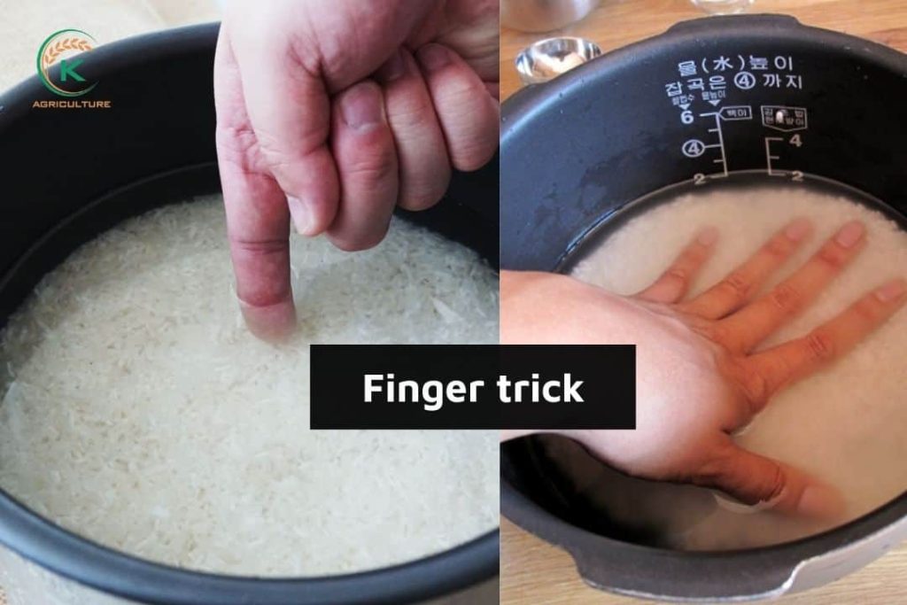 2 Best Tricks To Measure Long Grain Rice To Water Ratio - K-Agriculture