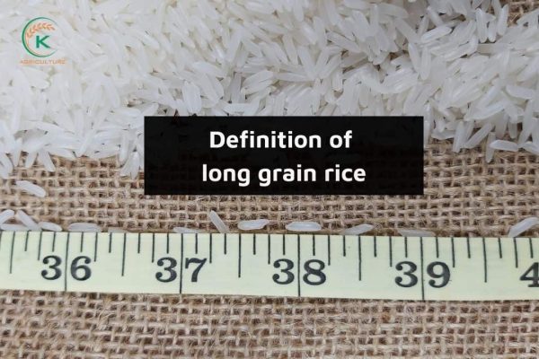 2 Best Tricks To Measure Long Grain Rice To Water Ratio - K-Agriculture