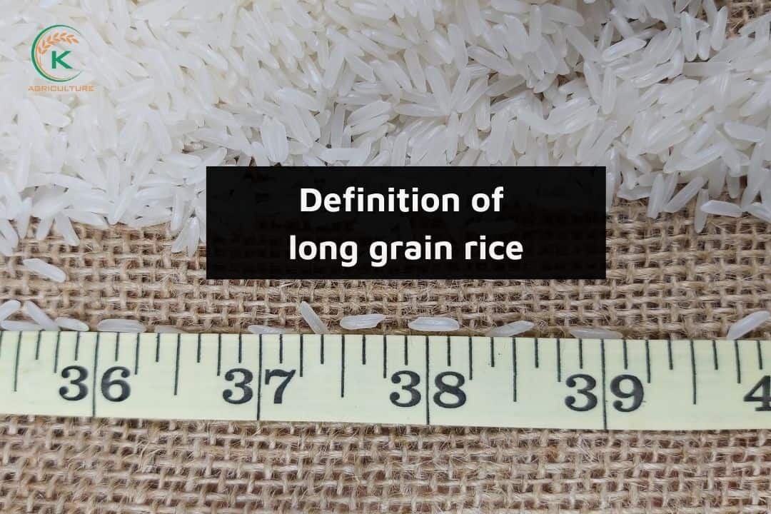 Definition-of-long-grain-rice