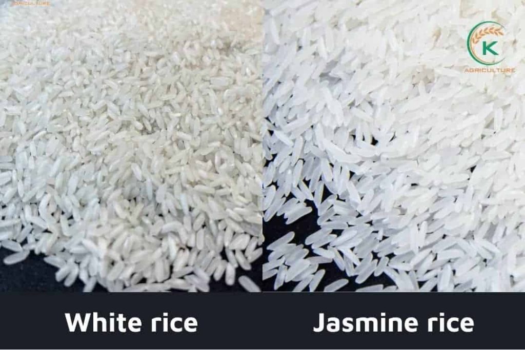Jasmine Rice And White Rice: What Makes Them Different?