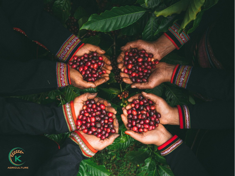 Coffee exporters Vietnam Company