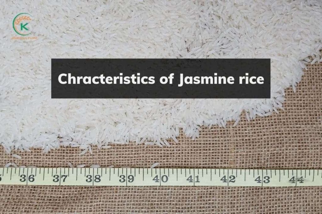 Local Rice Jasmine What Is Jasmine Rice? 3 Pro Tips To Identify High-quality Jasmine Rice ...