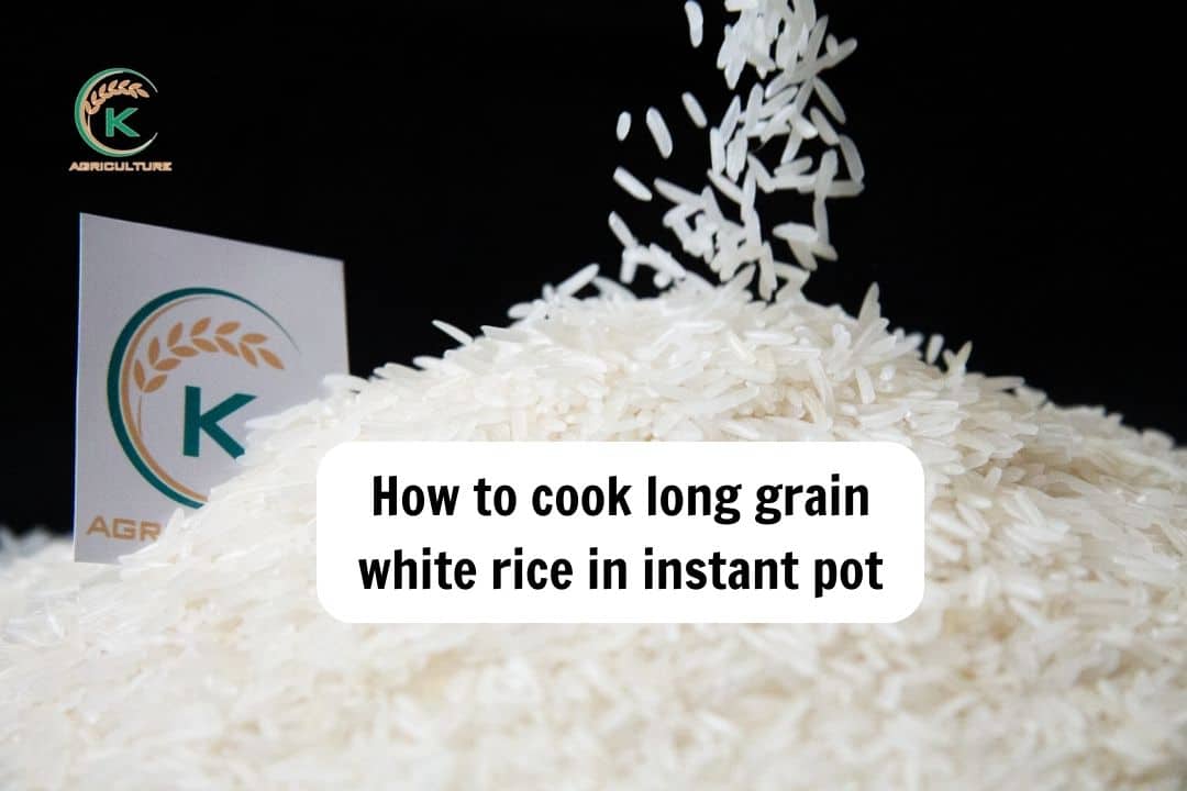 instant-pot-long-grain-white-rice