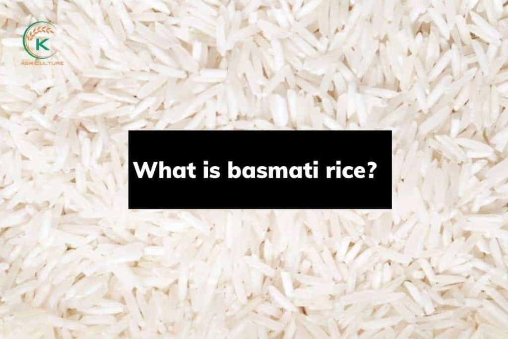 Is Basmati Rice Gluten Free? A Detailed Explaination - K-Agriculture