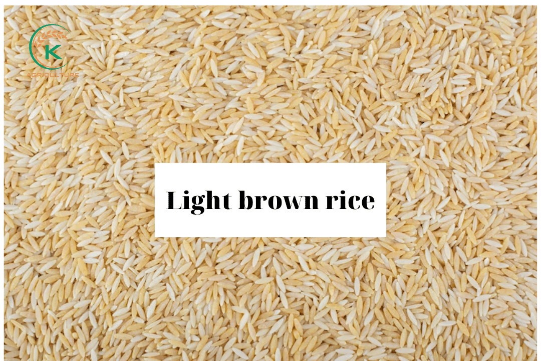 is-brown-rice-good-for-weight-loss-3
