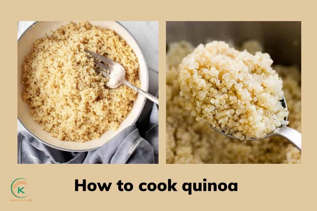 Quinoa and Brown rice: Top 3 Key Differences | K-Agriculture