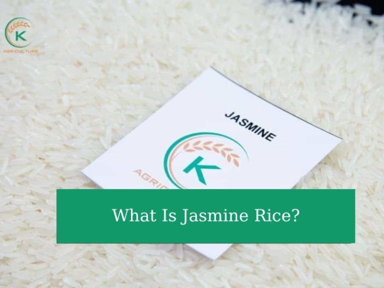 Maps Jasmine Rice What Is Jasmine Rice? 3 Pro Tips To Identify High-quality Jasmine Rice ...