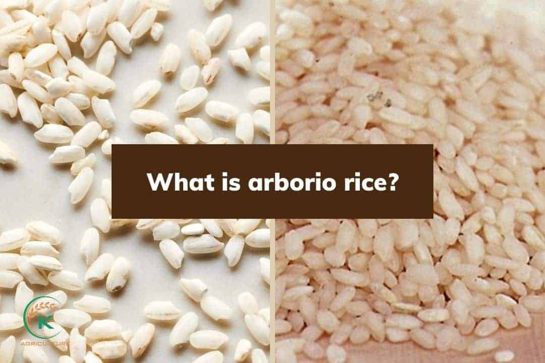 What is arborio rice? Tips to achieving the perfect texture KAgriculture