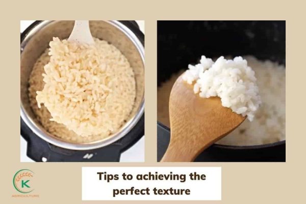What is arborio rice? Tips to achieving the perfect texture - K-Agriculture