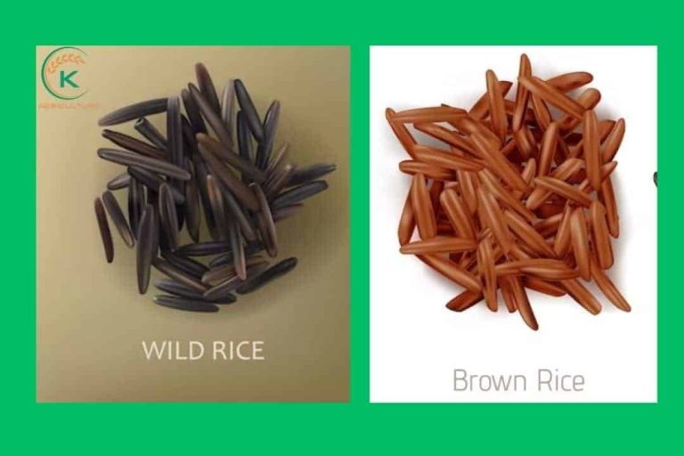 What is wild rice?-A comprehensive explaination - K-Agriculture