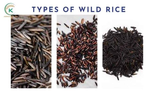 What is wild rice?-A comprehensive explaination - K-Agriculture