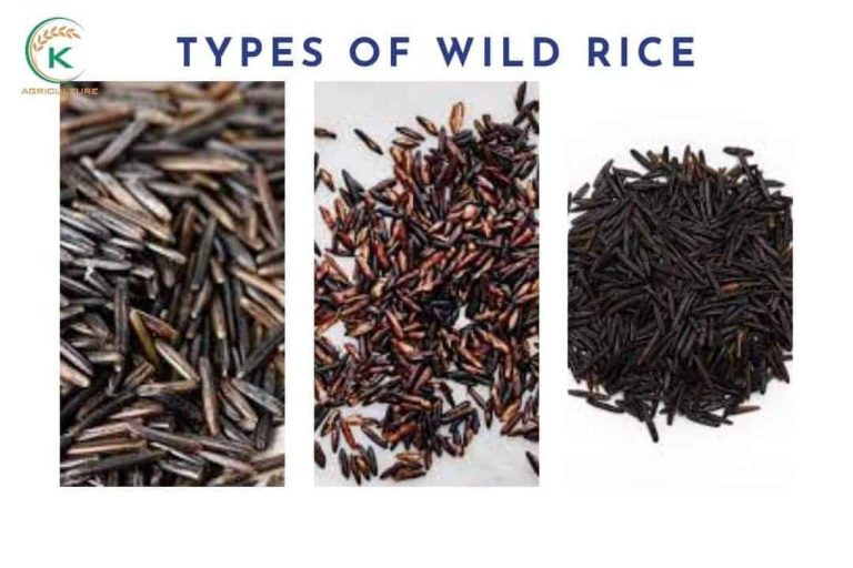 Wild Rice Can What is wild rice?-A comprehensive explaination - K-Agriculture