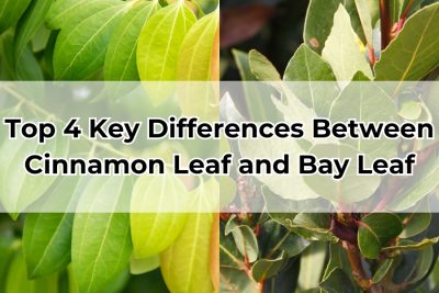 Top 4 Key Differences Between Cinnamon Leaf and Bay Leaf