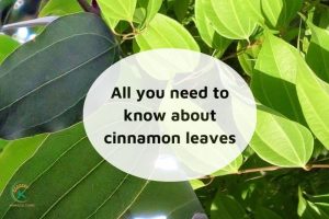 Everything You Need To Know About cinnamon leaves A complete guide (4)