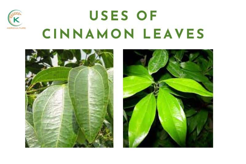 Uses-of-cinnamon-leaves