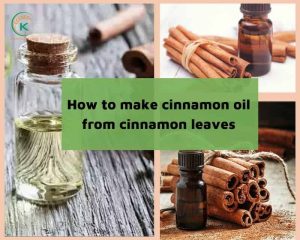 How to make cinnamon oil from cinnamon leaves (5)