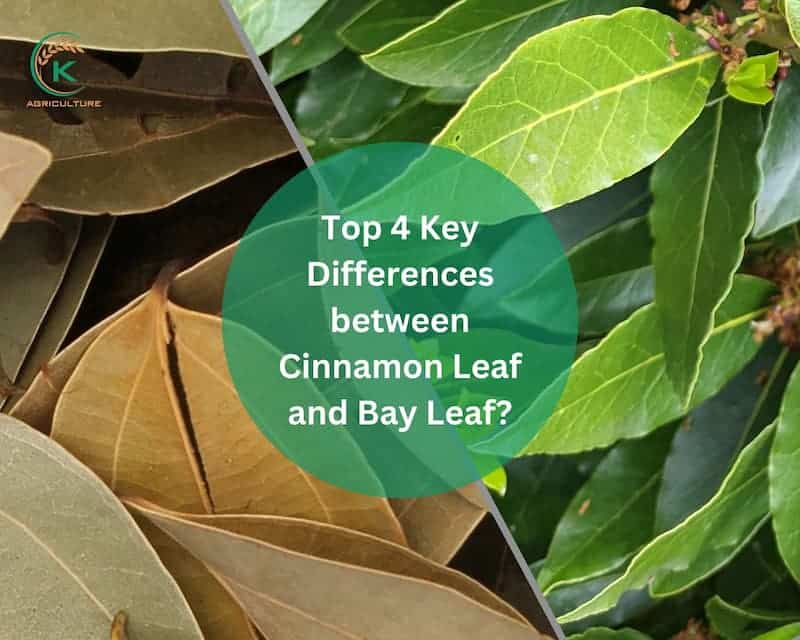 Differences-between-Cinnamon-Leaf-and-Bay Leaf