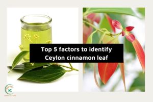 Top 5 key factors to identify Ceylon cinnamon leaf (1)