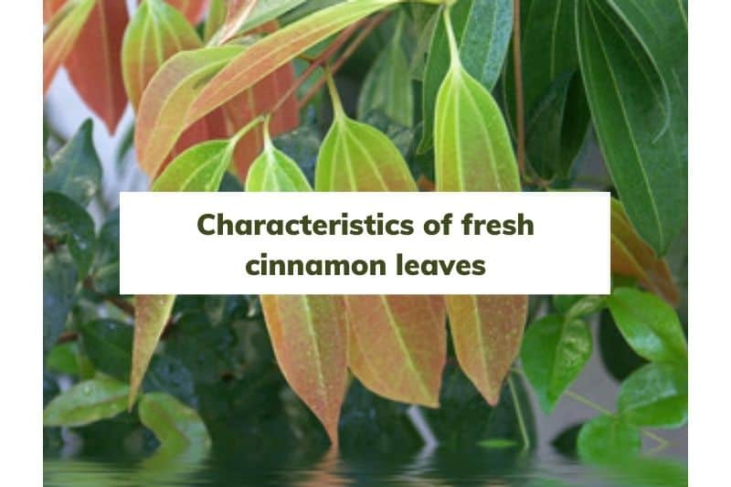 Characteristics-of-fresh-cinnamon-leaves
