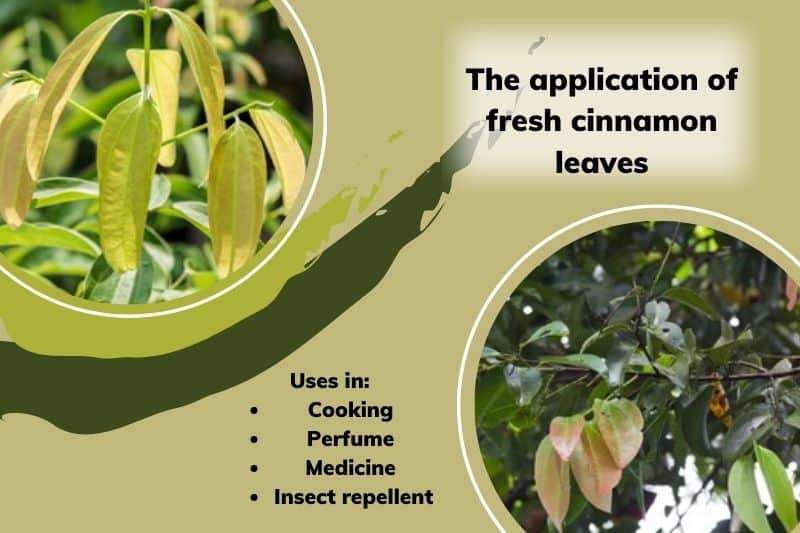 The-application-of-fresh-cinnamon-leaves
