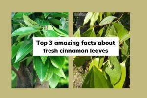 fresh cinnamon leaves
