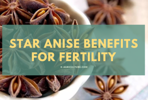 Is Star Anise Tea Good For You