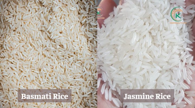 All You Need To Know About Basmati Rice - K-Agriculture