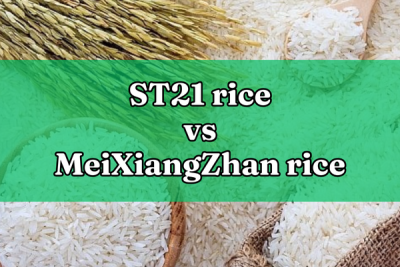 st21-rice.jpg
