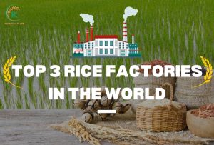 Top 3 rice factories in the world