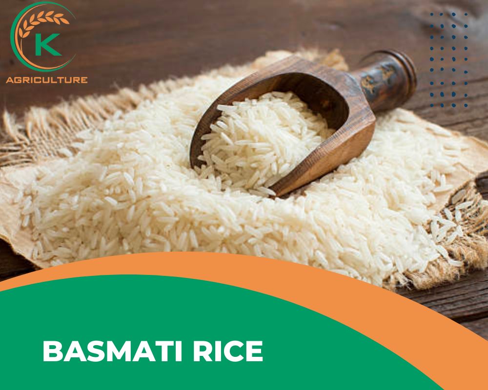 Aromatic long grain riceac